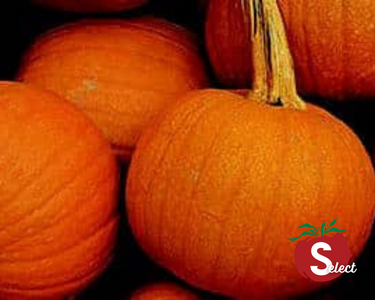 Small Sugar Pumpkin Seeds